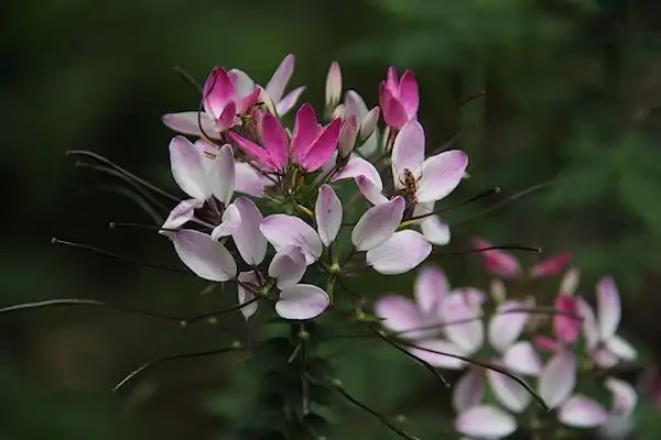 Photo of Cleome houtteana (Cleome houtteanas)