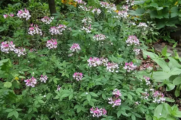 Photo of Cleome houtteana - Plant:Lucy Bradley