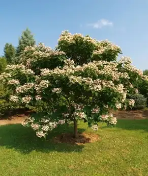 Foto de Clerodendrum trichotomum 'Betty Stiles' (Clerodendrum trichotomum 'Betty Stiles's)