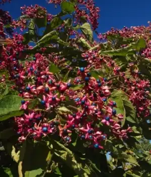 Foto de Clerodendrum trichotomum 'Betty Stiles' (Clerodendrum trichotomum 'Betty Stiles's)