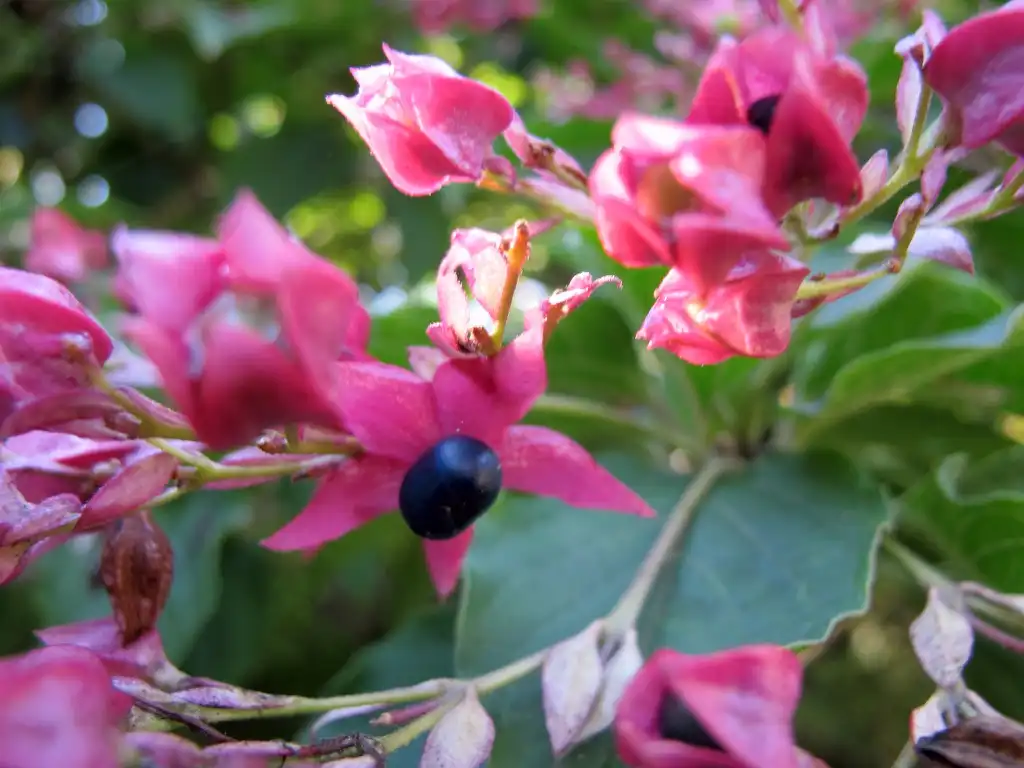 Foto de Clerodendrum trichotomum 'Betty Stiles' - leaves and flowers:Kristine Paulus