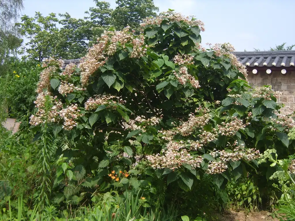 Foto de Clerodendrum trichotomum 'Betty Stiles' - Flower and leaves:Dalgial