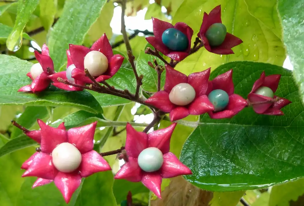 Foto de Clerodendrum trichotomum 'Betty Stiles' - leaves and flowers:Wendy Cutler