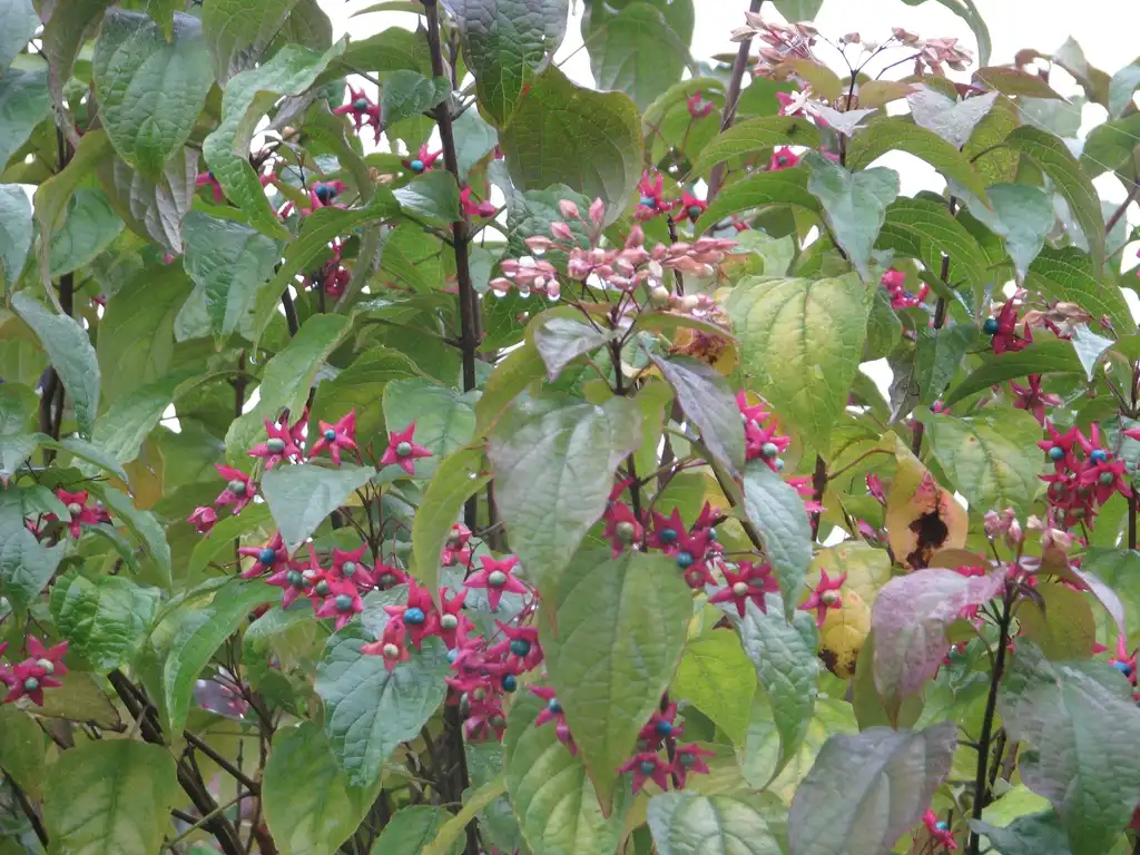 Foto de Clerodendrum trichotomum (Clerodendrum trichotomums)
