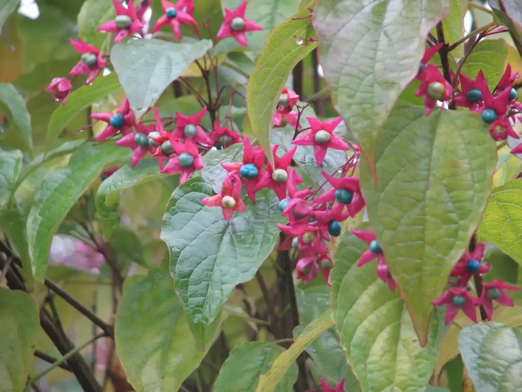 Foto de Clerodendrum trichotomum (Clerodendrum trichotomums)