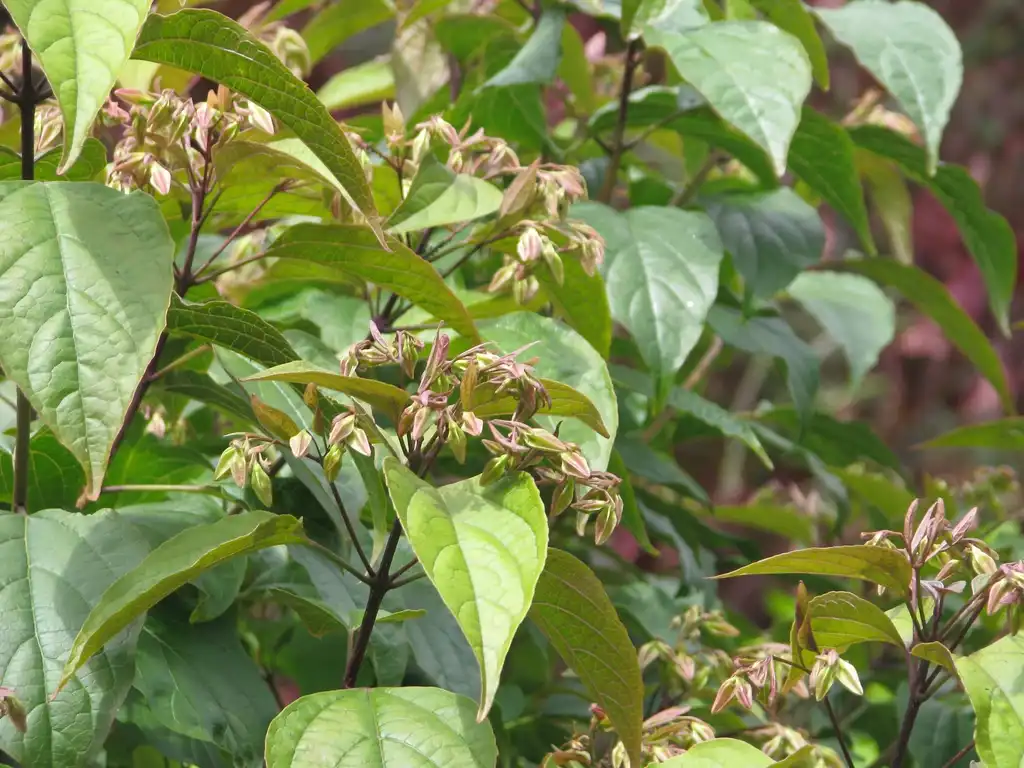 Foto de Clerodendrum trichotomum - leaves and flowers:peganum
