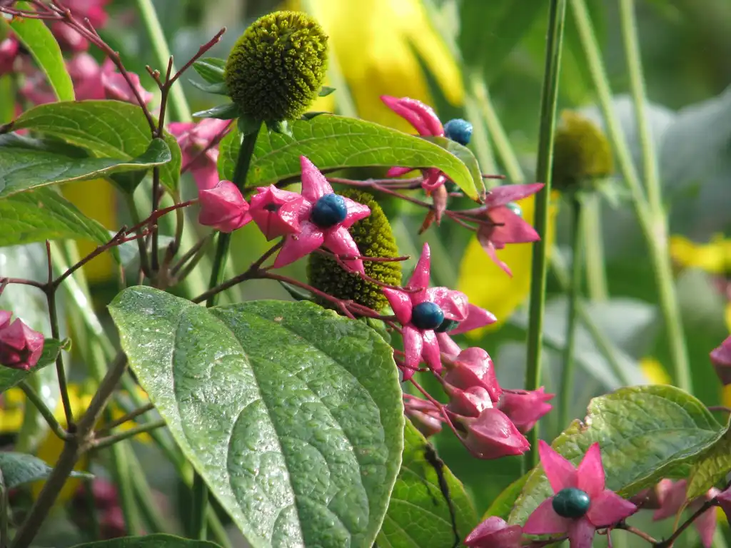 Foto de Clerodendrum trichotomum - leaves and flowers:Peganum