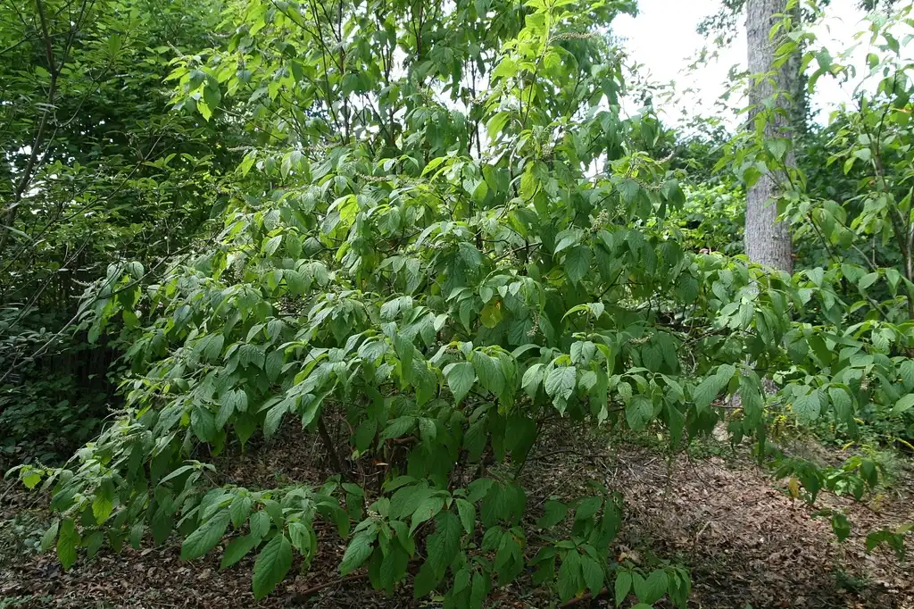 Photo of Clethra acuminata (Clethra acuminatas)