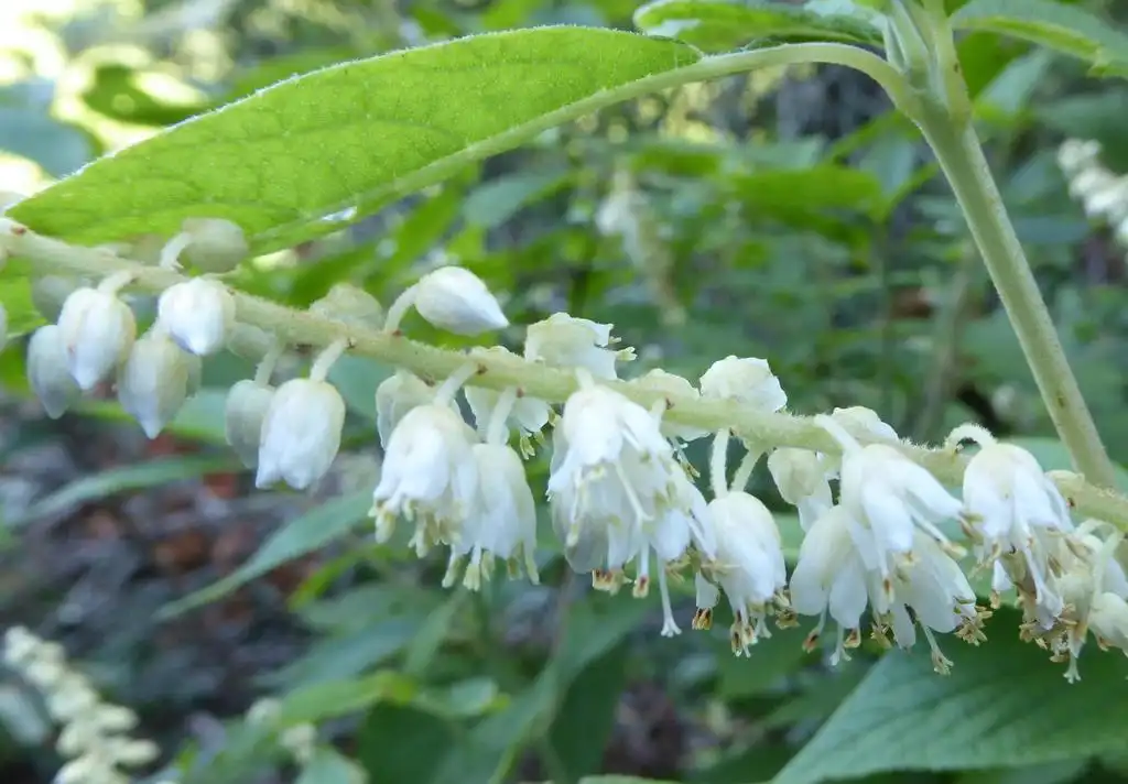 Photo of Clethra acuminata (Clethra acuminatas)