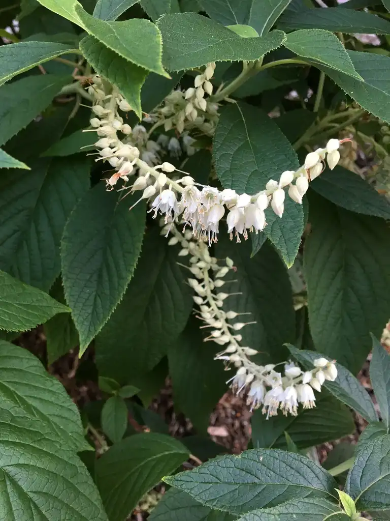 Photo of Clethra acuminata - leaves and flowers:Plant Image Library