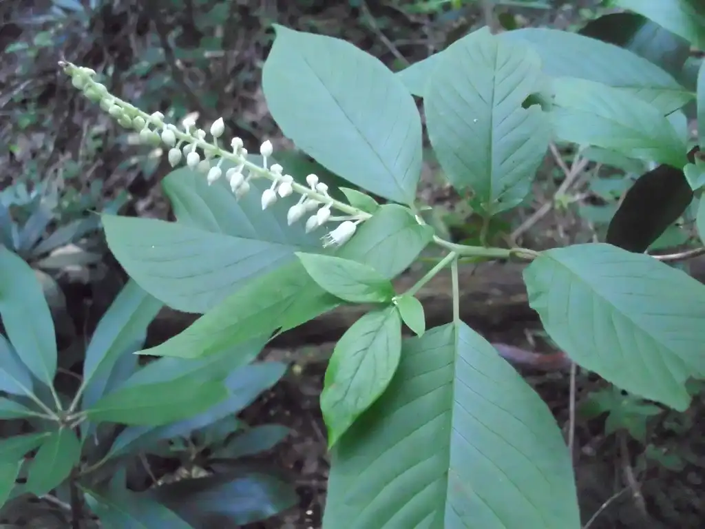 Photo of Clethra acuminata - Flower buds and leaves:jackstevensmith