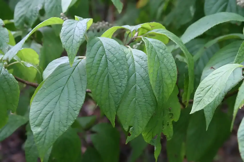 Photo of Clethra acuminata - Leaves:David J Stang