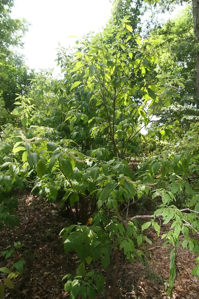Photo of Clethra acuminata - Form:David J Stang