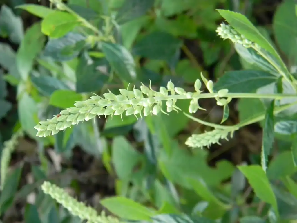 Photo of Clethra acuminata - 'Hummingbird' Flower buds (Buncombe County, NC):Randy Harter