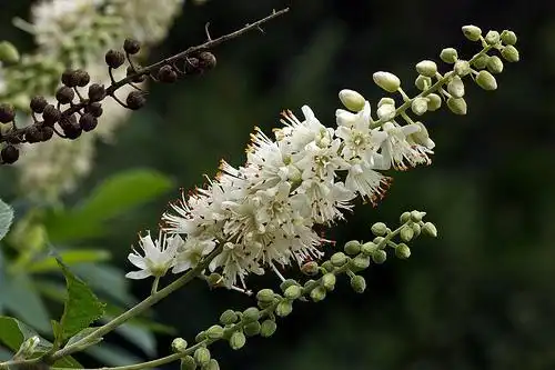 Foto de Clethra alnifolia (Clethra alnifolias)