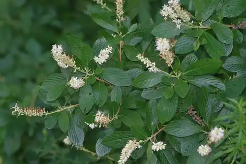 Foto de Clethra alnifolia (Clethra alnifolias)