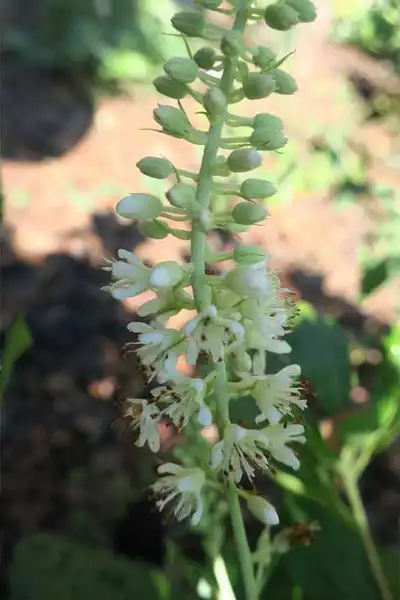 Foto de Clethra alnifolia - close up of flowers and flower buds:JC Raulston Arboretum