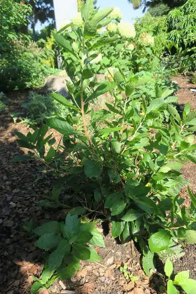 Foto de Clethra alnifolia - Plant form:JC Raulston Arboretum