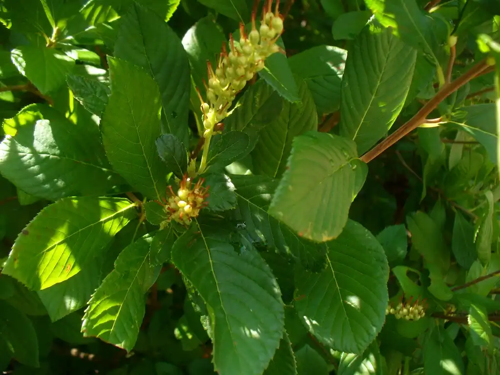 Foto de Clethra alnifolia - close up of leaves (summer in Moore county):Susan Strine