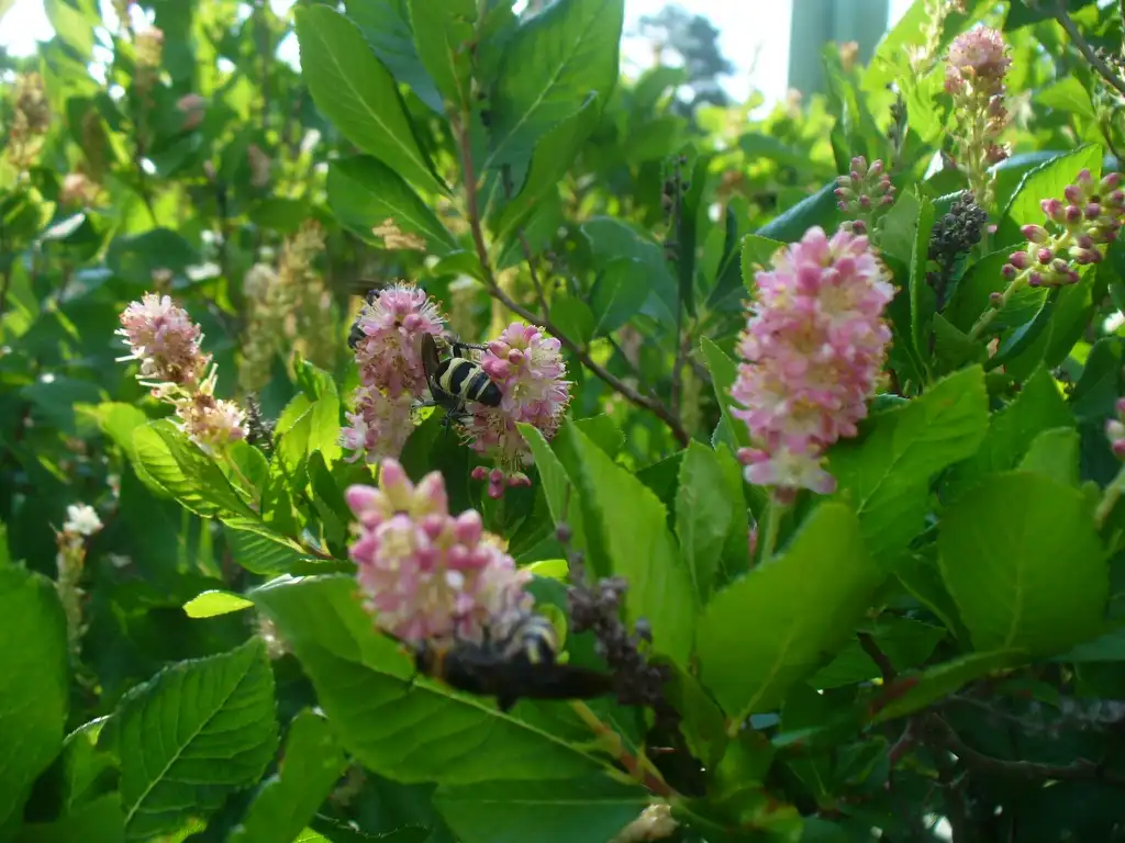 Foto de Clethra alnifolia - flowers, leaves, and pollinators (summer in Moore county):Susan Strine