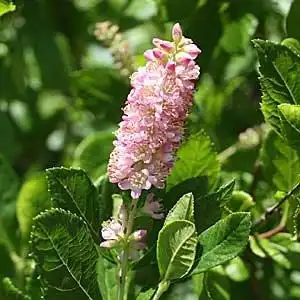 Foto de Clethra alnifolia - Ruby Spice bloom and leaf detail:Debbie Roos