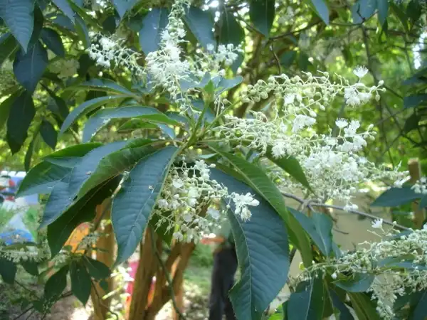 Foto de Clethra barbinervis (Clethra barbinerviss)