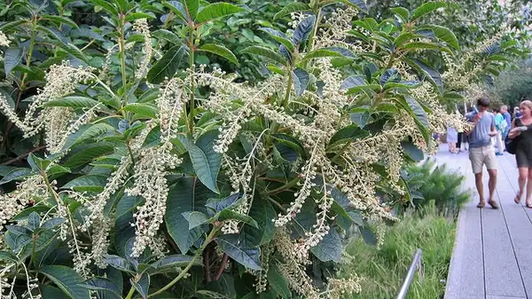 Foto de Clethra barbinervis (Clethra barbinerviss)