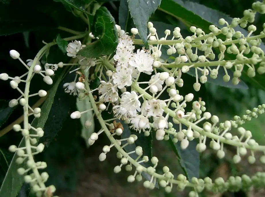 Foto de Clethra barbinervis - Flower and leaves:KENPEI
