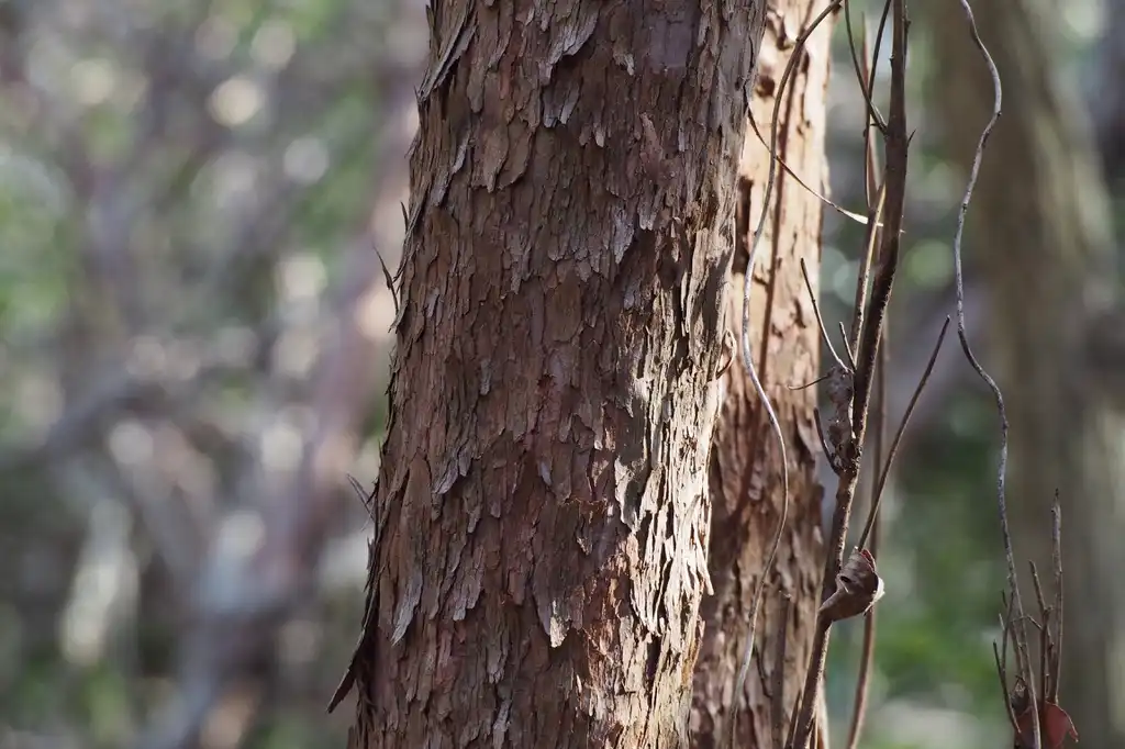 Foto de Clethra barbinervis - bark:harum Koh