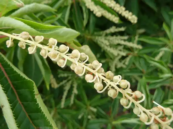 Foto de Clethra barbinervis - :Wendy Cutler