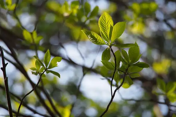 Foto de Clethra barbinervis - :Harem.Koh