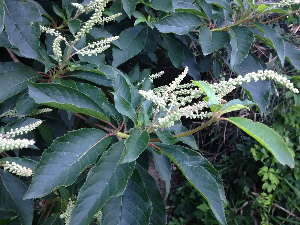Foto de Clethra barbinervis - leaves and flowers:Mason Brock
