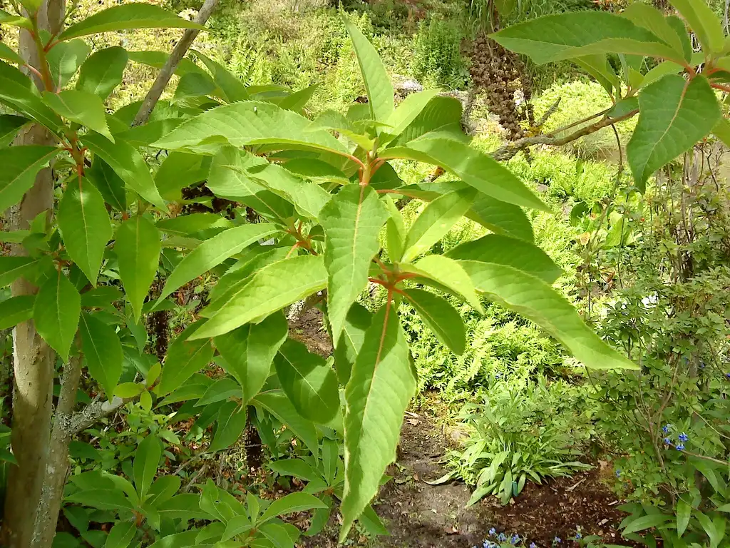 Foto de Clethra barbinervis - leaves and flowers:Römert