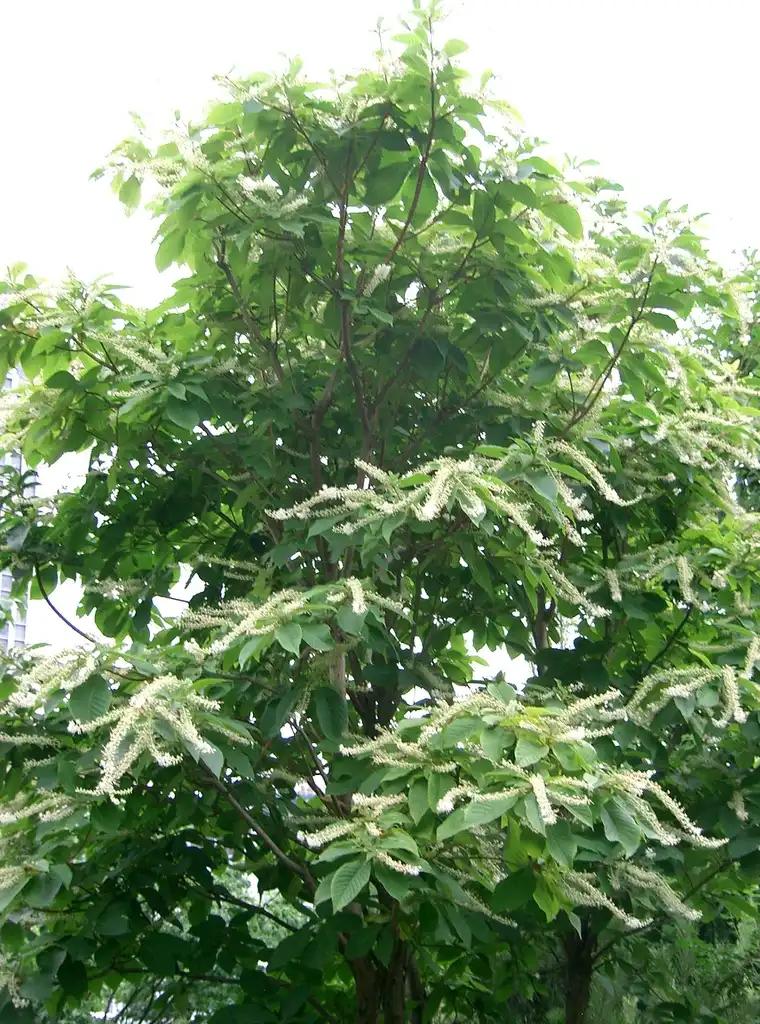 Foto de Clethra barbinervis - leaves and flowers:KENPEI