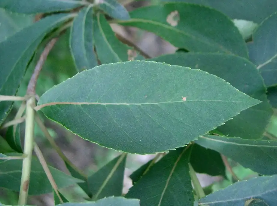 Foto de Clethra barbinervis - leaves:KENPEI