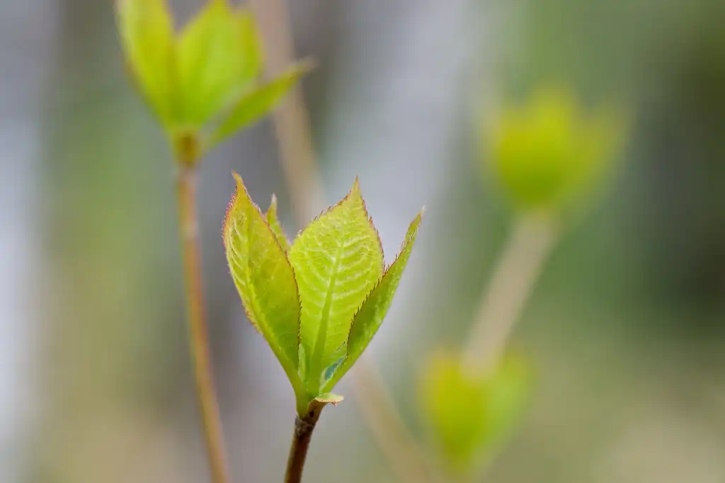 Foto de Clethra barbinervis - leaves:KIchi Oda