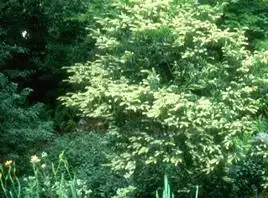 Foto de Clethra fargesii (Clethra fargesiis)