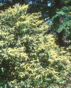 Foto de Clethra fargesii (Clethra fargesiis)