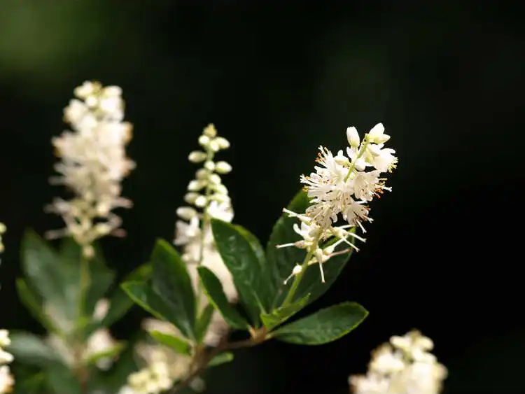 Foto de Clethra fargesii - leaves and flowers: