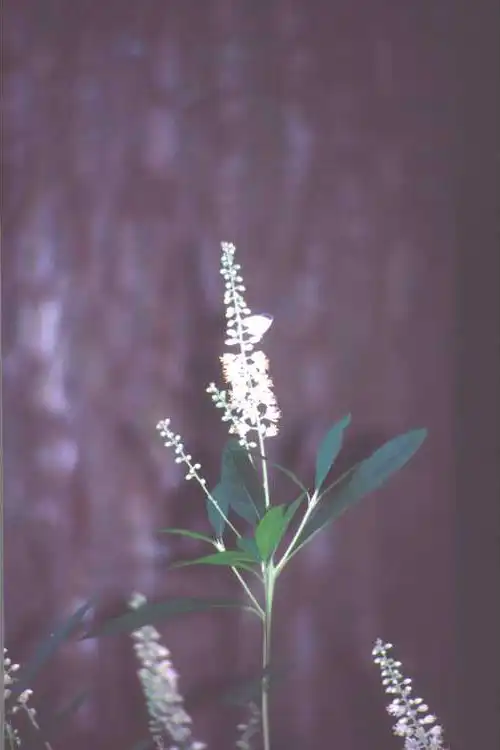 Foto de Clethra fargesii - leaves and flowers:JCRA