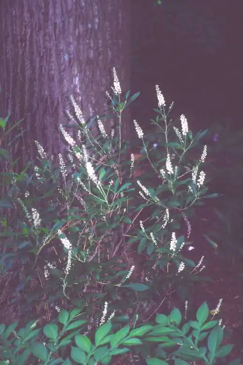 Foto de Clethra fargesii - leaves and flowers:JCRA
