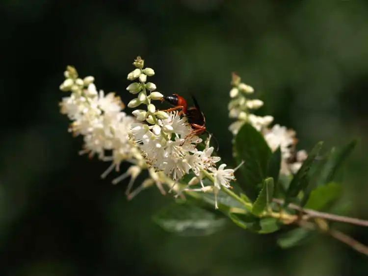 Foto de Clethra fargesii - leaves and flowers:JCRA