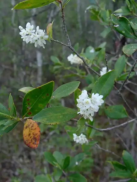 Foto de Cliftonia monophylla (Cliftonia monophyllas)