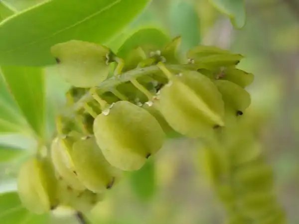 Foto de Cliftonia monophylla (Cliftonia monophyllas)