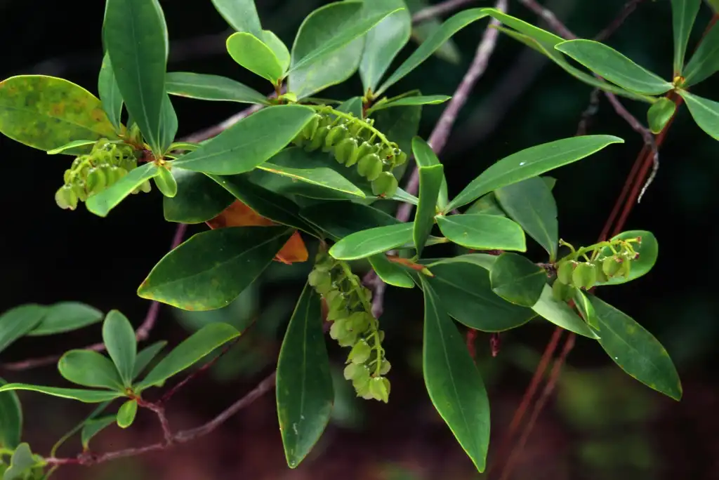 Foto de Cliftonia monophylla - leaves and flowers:Ted Bodner