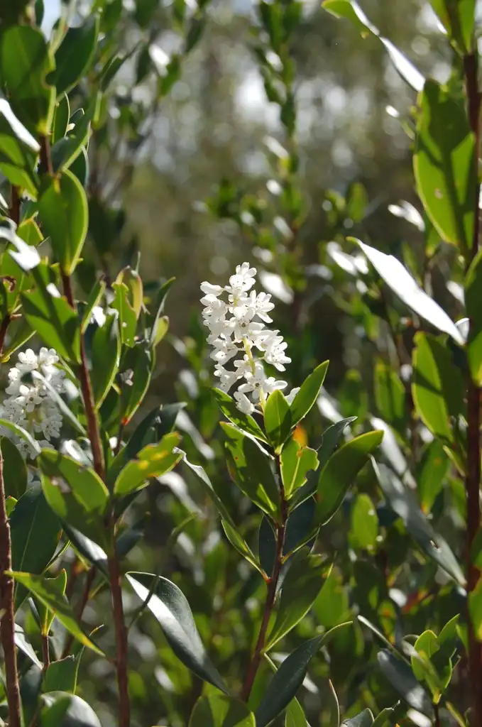 Foto de Cliftonia monophylla - leaves and flowers:Stephanie Harvey