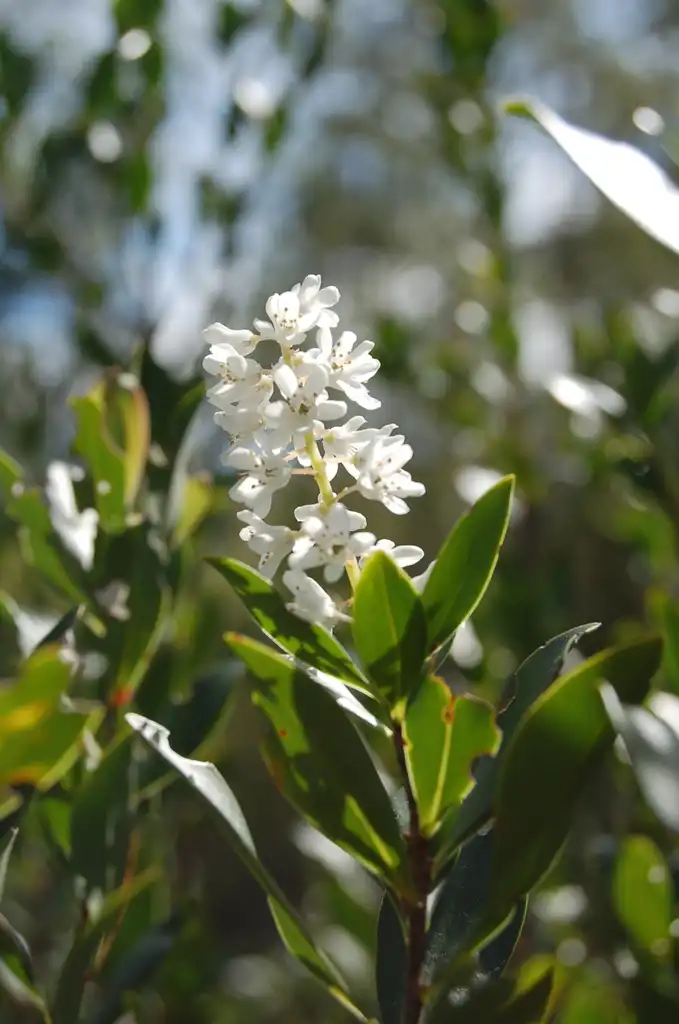 Foto de Cliftonia monophylla - leaves and flowers:Stephanie Harvery