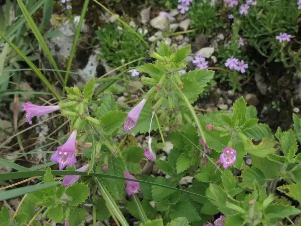 Foto de Clinopodium carolinianum (Clinopodium carolinianums)