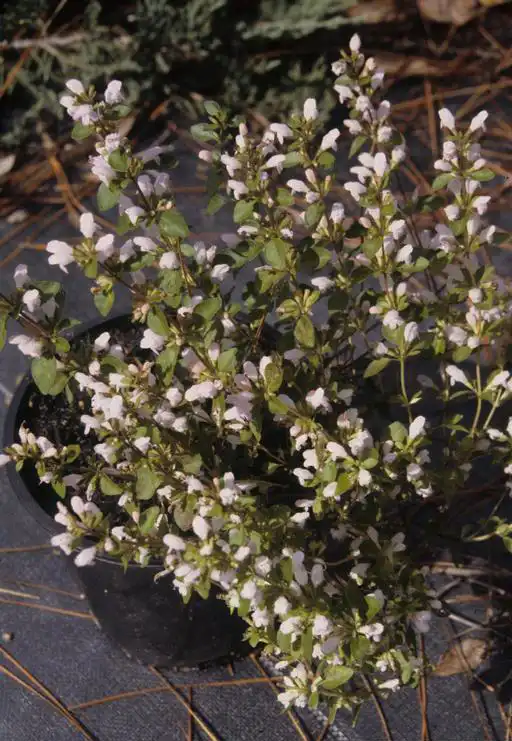 Foto de Clinopodium carolinianum (Clinopodium carolinianums)