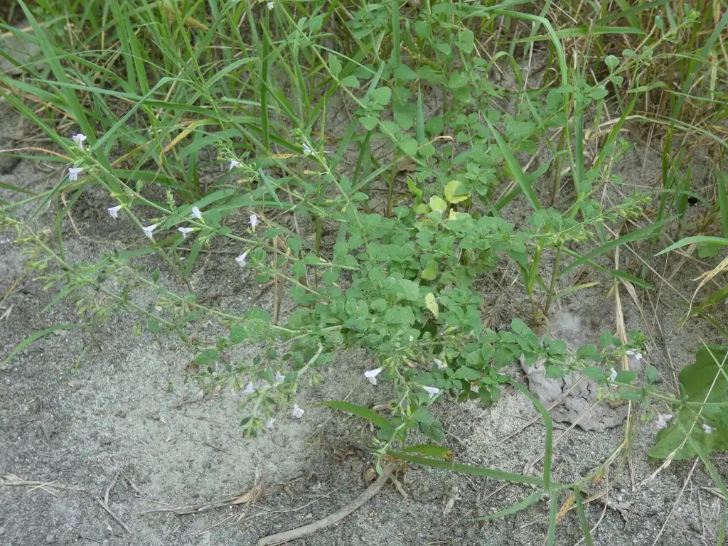 Foto de Clinopodium nepeta (Clinopodium nepetas)